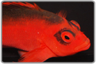 Flame Hawkfish